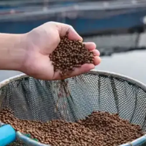 غذای-ماهی-کپور-چیست-1